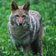 Illustration for article titled Why did supersized coyotes suddenly shrink 10,000 years ago?